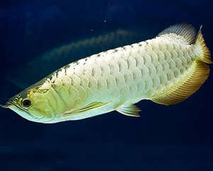 银龙鱼和小型鱼混养的注意事项