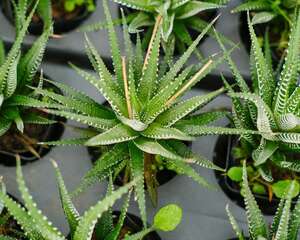 条纹十二卷的繁殖方法