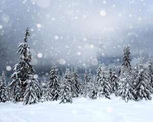 松树寄生树的功效作用，长什么样子