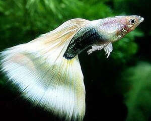 孔雀鱼最适宜的水温是多少?