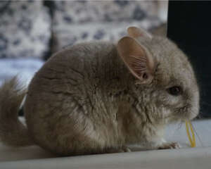 健康的龙猫应具备哪些条件