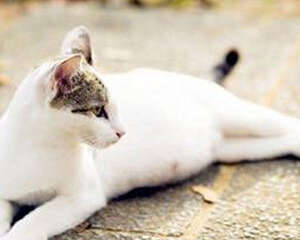 猫咪营养不良怎么办?