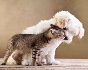 猫和狗哪个好养？养猫费钱还是养狗费钱？