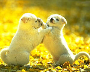 秋季狗狗皮肤瘙痒全面解析