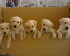 假期寄养狗狗注意事项