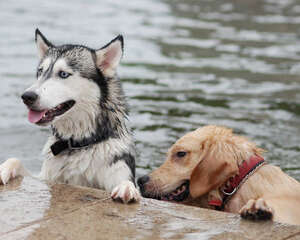 什么样的狗狗适合游泳