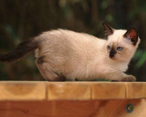 牙齿和毛色可判断暹罗猫年龄