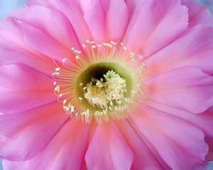 死不了的花，扔在太阳地，就能爆满大红花！