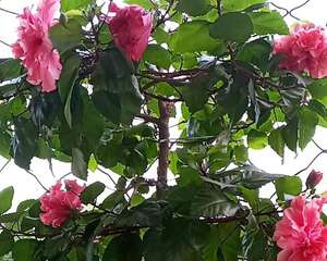 晒不死的花，现在剪1刀开花更猛，嗖嗖长成6层塔，戳屋顶了！