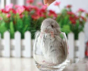 零食对龙猫的危害性