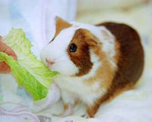 季节变换该如何为荷兰猪做好保暖