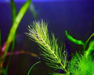 水族箱不同藻类的清洁办法