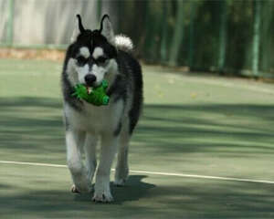 哈士奇的性格特点