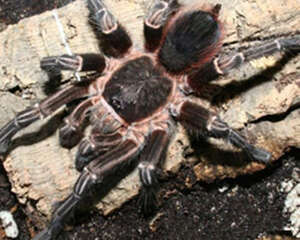 玻利维亚白脚的饲养环境简介