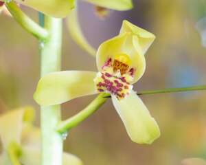 兰花怎么选盆，用什么盆栽培最好