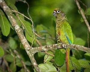 红腹金刚鹦鹉有人养吗？红腹金刚鹦鹉饲养技巧