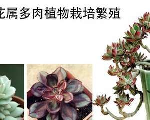 石莲花属多肉植物栽培繁殖