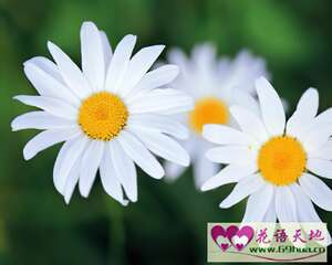 蓬蒿菊的花语：骄傲、满意、喜悦