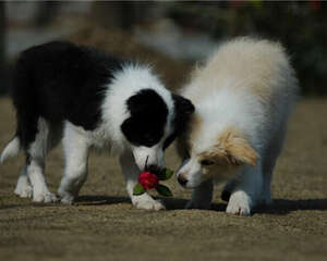 边境牧羊犬的品种简介
