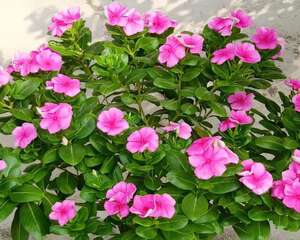 5块钱一盆的花，养1年变老桩，身价翻了100倍，给钱都不卖！