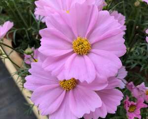 怎样防止波斯菊倒伏