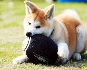 狗狗吞食异物怎么处理 狗狗为什么会吞食异物