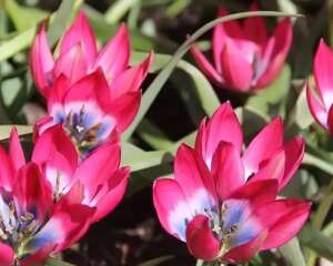 这花的原始“祖先”，大雪里开花，院子能长一堆！