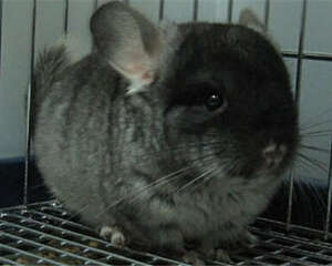 饲养一只龙猫需要花费多少钱