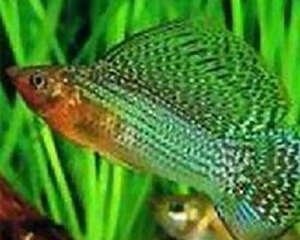 摩利鱼的喂食要点