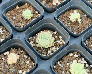 奥利维亚多肉开花怎么处理