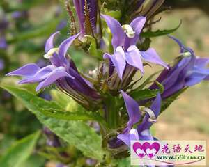 山梗菜的花语：恶意