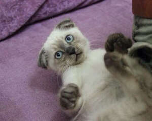 怎样保证猫咪的安全