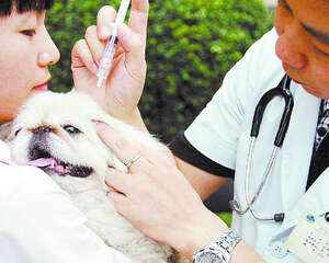 为狗狗定期做健康检查的必要性