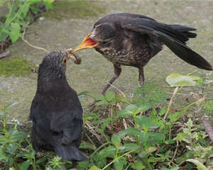 乌鸫的形态特征