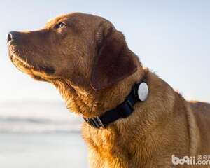 如何自己动手给狗狗制作项圈？