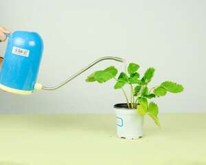 草莓花盆种植方法