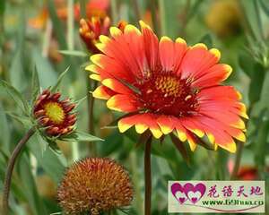 六月菊的花语：别离