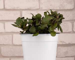 薄荷的分株和播种