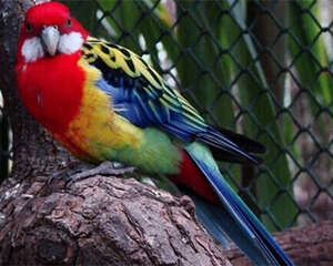 鹦鹉鸟常见的维生素缺乏症如何预防和治疗？