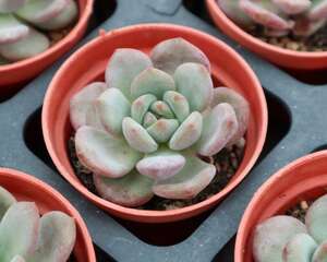 多肉叶插发芽后怎么种，多久给水，多久长大