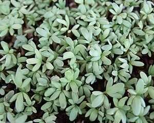 麻辣香草－胡椒草的栽种培养与管理(图)