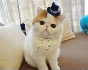 如何防治猫咪肥胖症