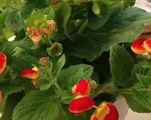 蒲包花