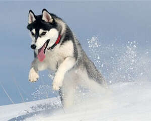 如何检查狗狗受伤情况