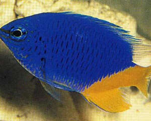 黄尾蓝魔鬼的外形特点