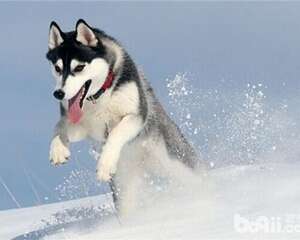 哈士奇多少钱一只 价格由什么决定?