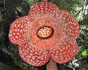 世界上已知的最大花朵–大王花