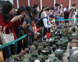 多肉植物变成“摇钱树”