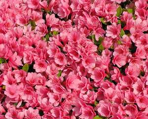 杜鹃花的花语：永远属于你