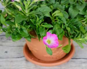 矮牵牛为什么不开花